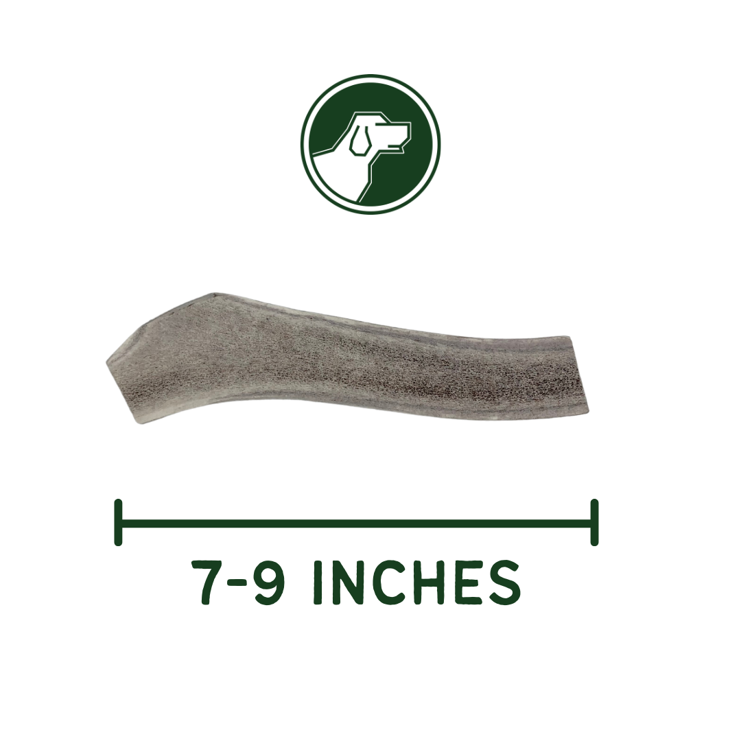 Large Split Elk Antler