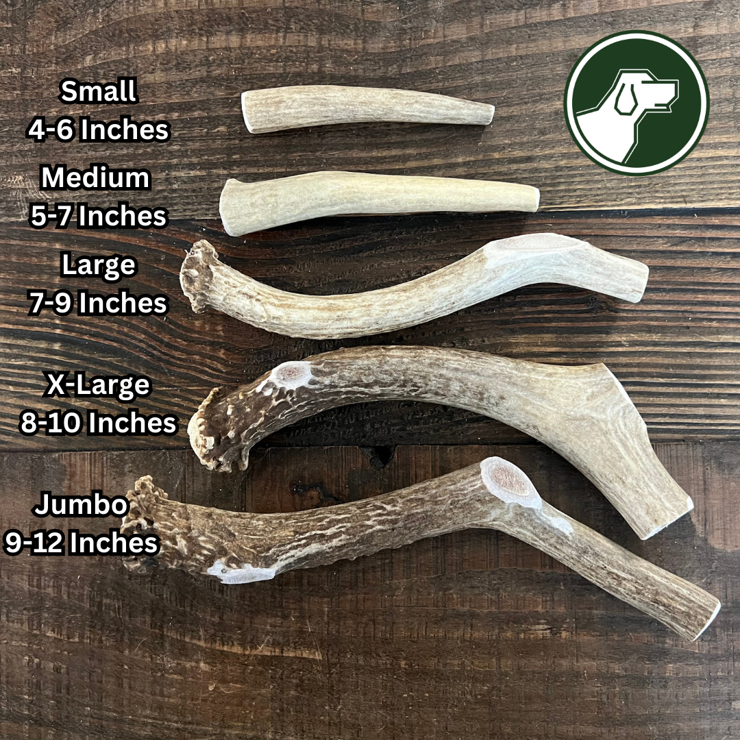 XL Deer Antler