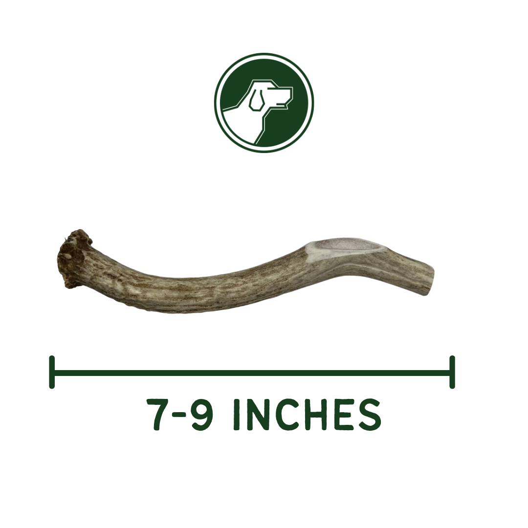 Large Deer Antler
