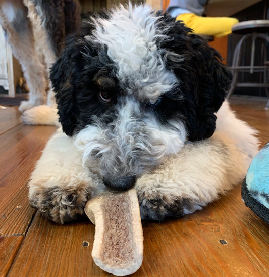 Bernedoodle Chewing Elk Antler