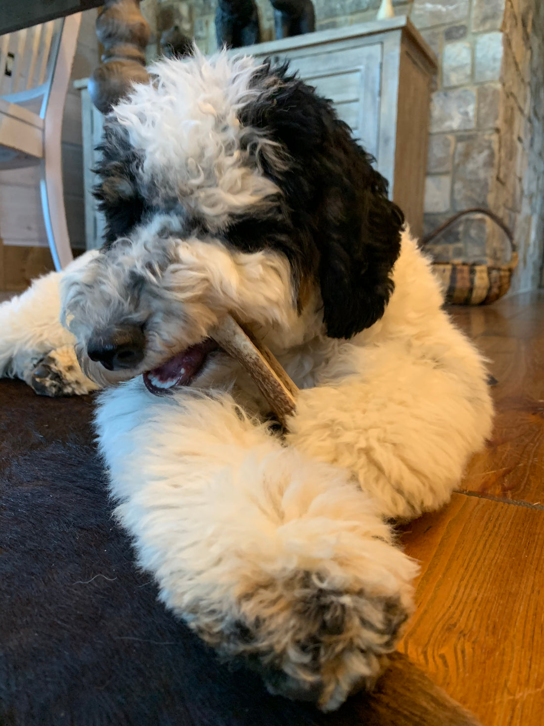 What Age Can Puppies Chew Antlers? A Guide to Safe Chewing