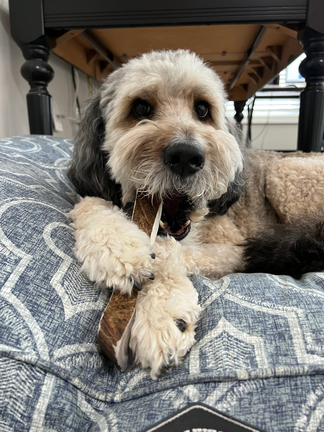 Bernedoodle with Moose Antler