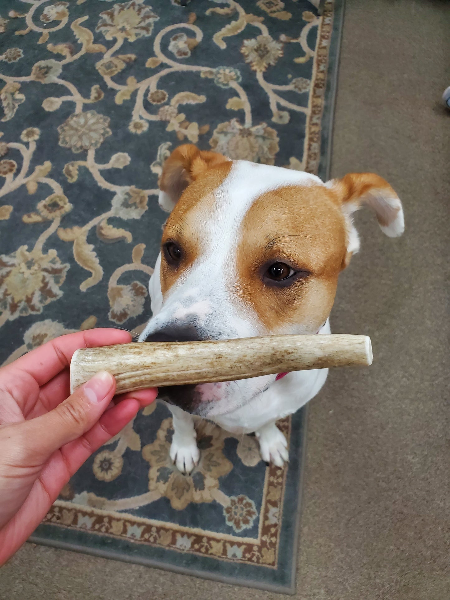 Large Whole Elk Antler