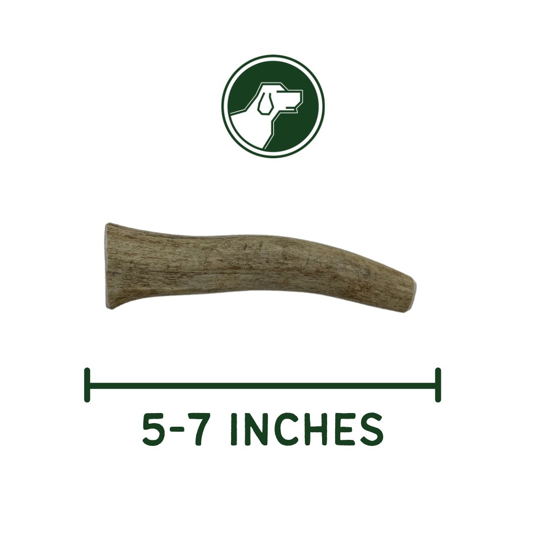 Medium Whole Elk Antler