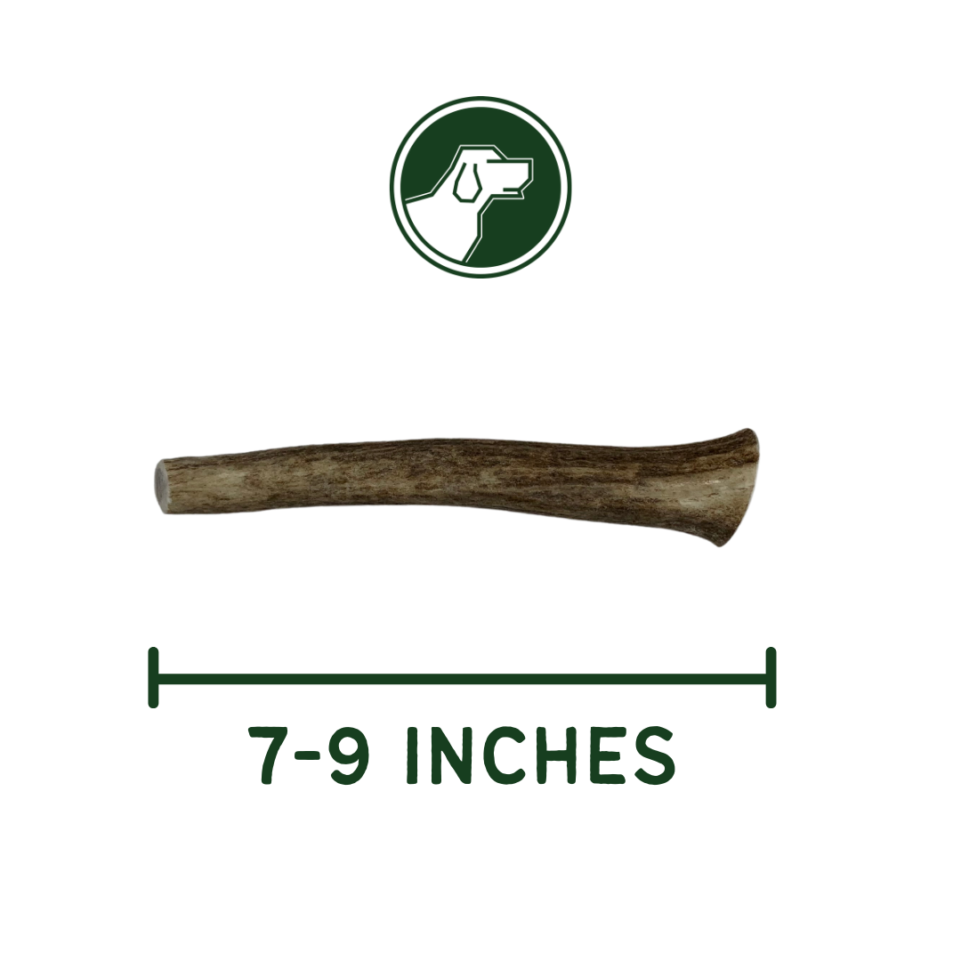 Large Whole Elk Antler