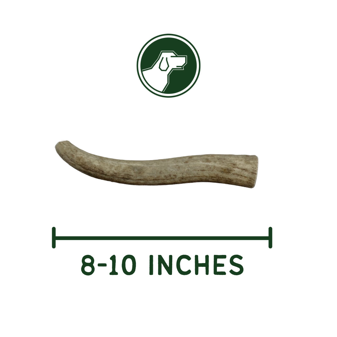 XL Whole Elk Antler