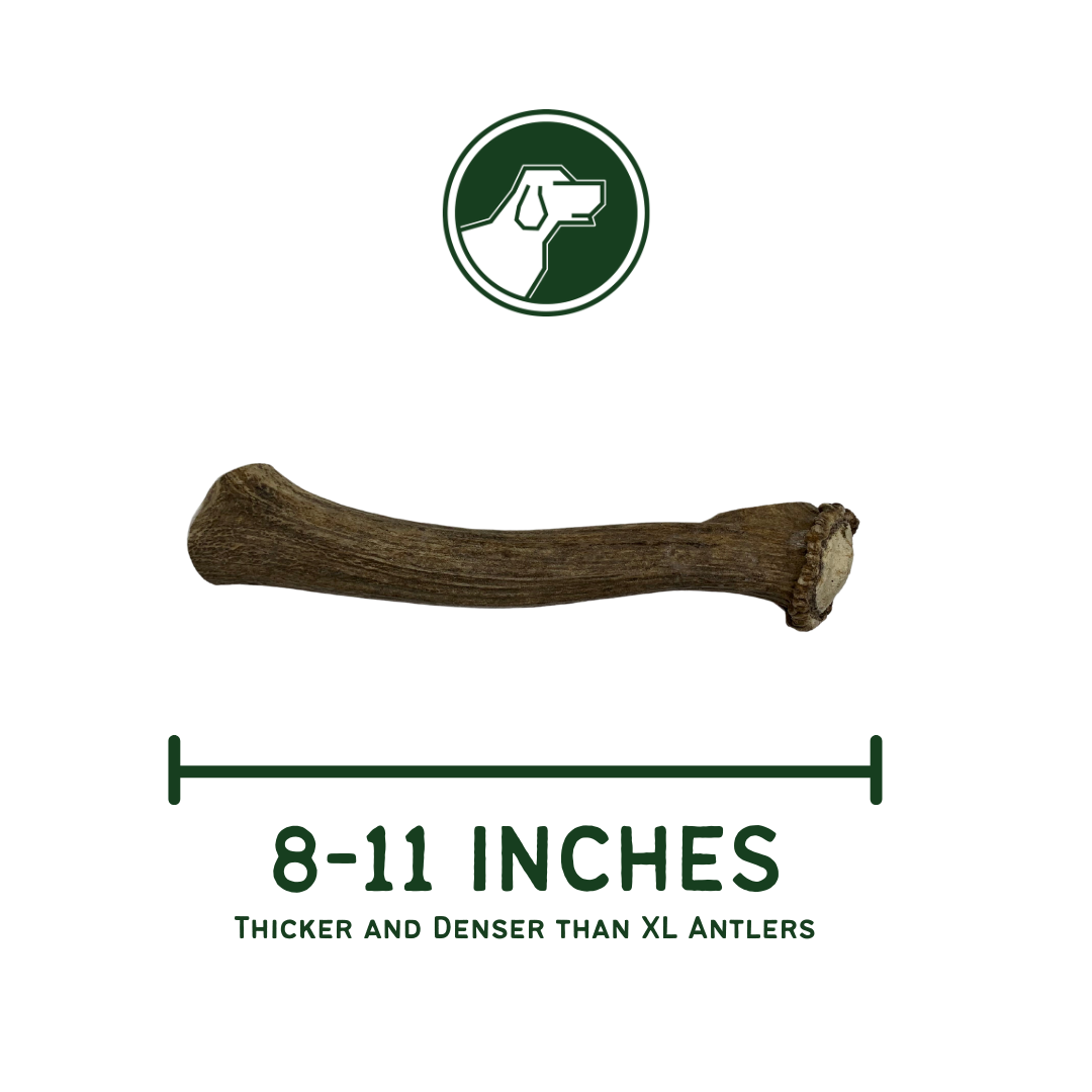 Jumbo Whole Elk Antler