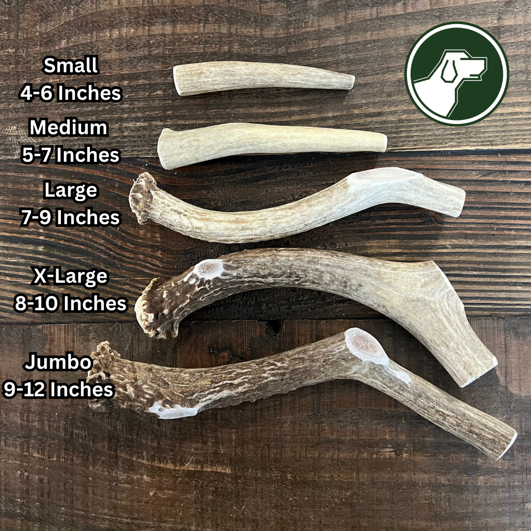 Jumbo Deer Antler