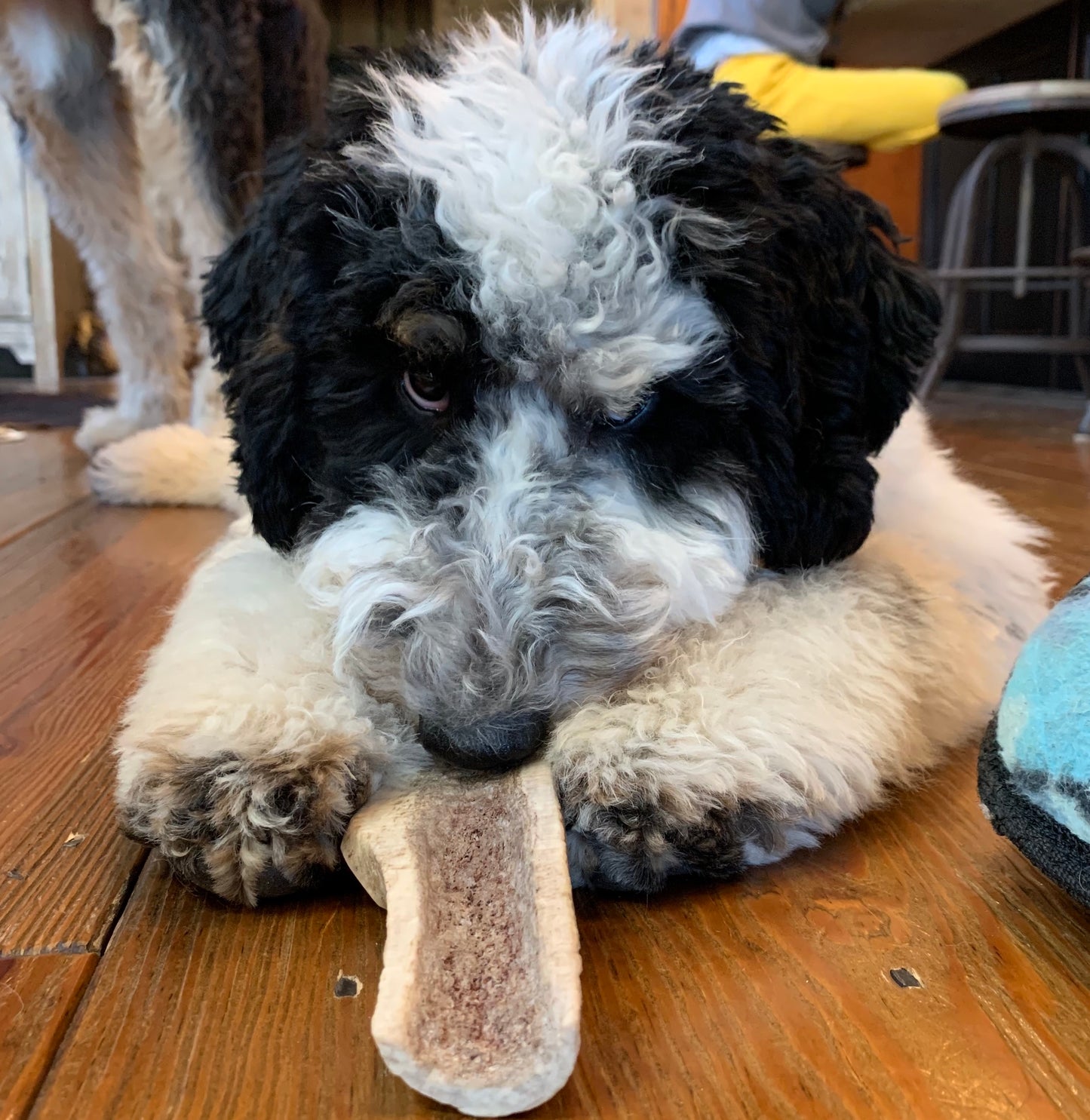 Small Split Elk Antler