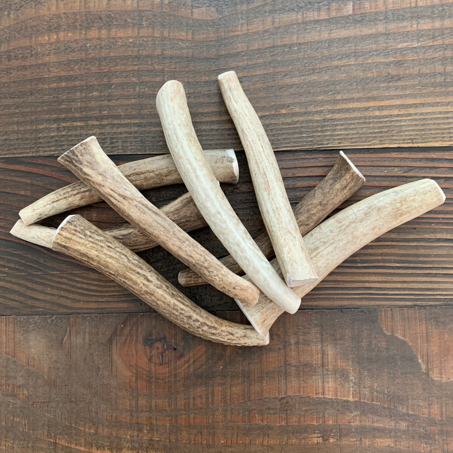 Medium Whole Elk Antler