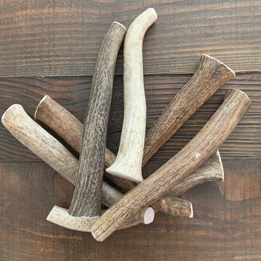 XL Whole Elk Antler