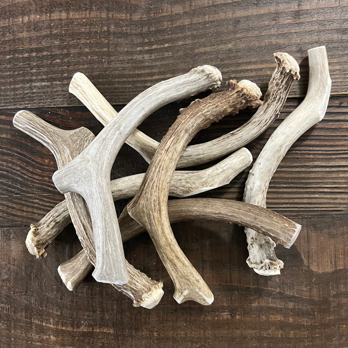 Large Deer Antler