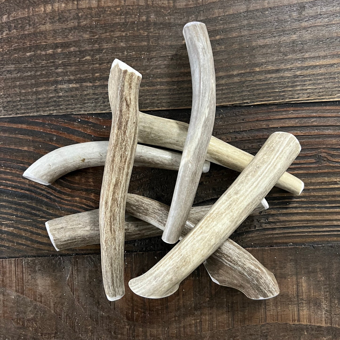 Medium Deer Antler