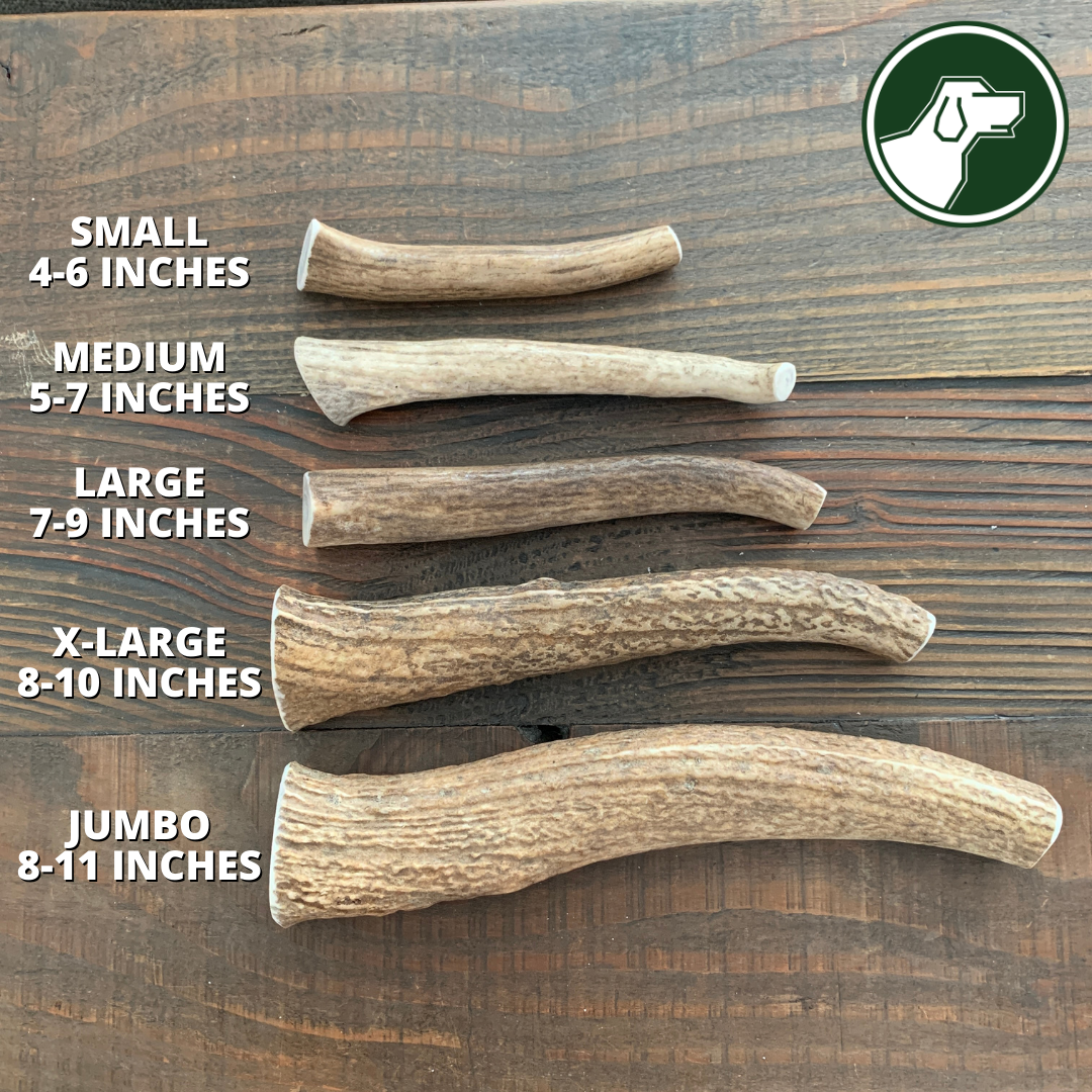 Medium Whole Elk Antler