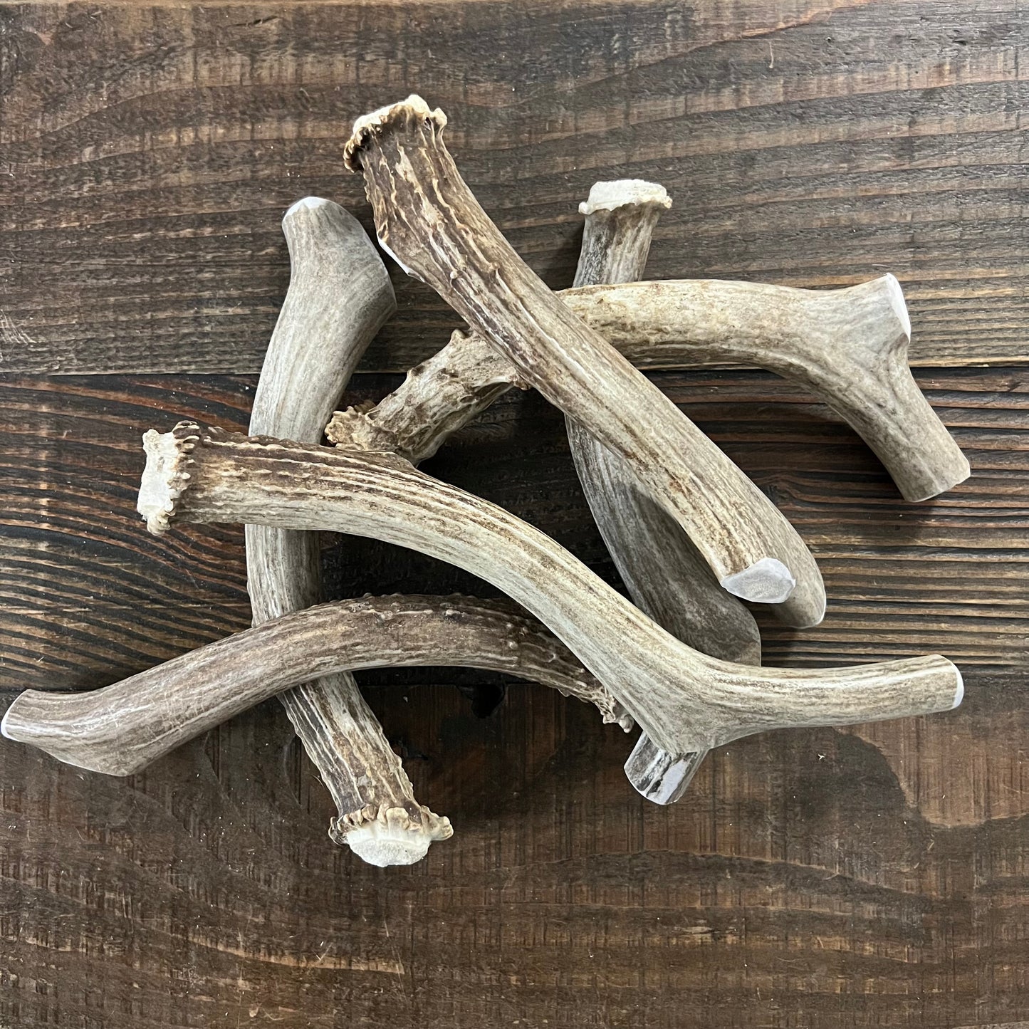 XL Deer Antler